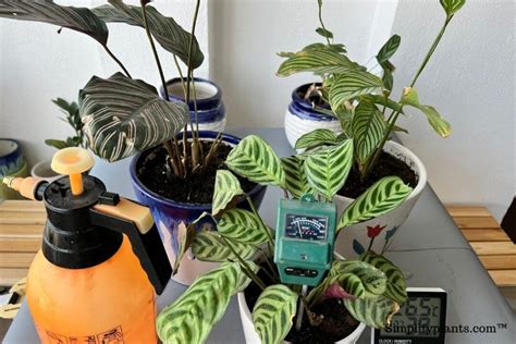 custom calathea moisture meter level|calathea watering instructions.